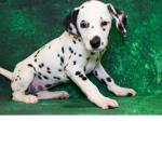 Patches The Puppy