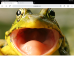 MR FROG.