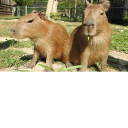 Capybara Hangout