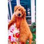 -Izzy’s clothing boutique-
