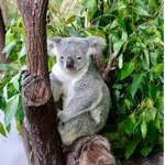 BhakshG's koala group