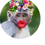 Monkey wips