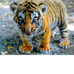 save the tiger #tiger squad