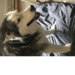 We love huskies