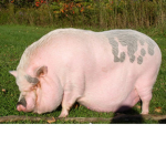 Trại Quân Đội Của piG