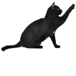 Black Cat Studios