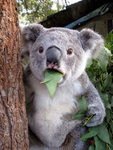 United Australian-Koala Empire of Roblox