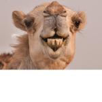 The Camel Appreciation Society