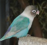 BIRd BLUE