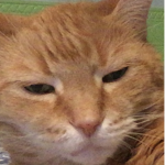 The Catz of Cat Land