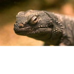 Meh_Lizardz Clothing
