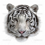 Bengal Tigers Apocalypse Rising