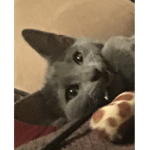 My cat is hard to look at…