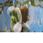 #TeamFrogy
