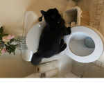 Toilet cat gang