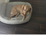 If you love this dog join my group