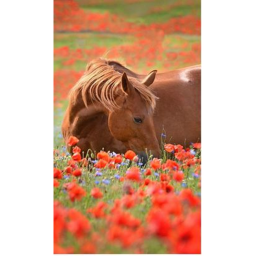 |~| Berry Blossom Stables |~|