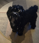 Buddy the cutie