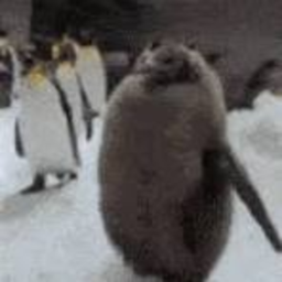 penguin war of 2017