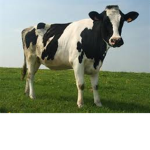 Cow gang/group