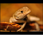 LIZARD BOIS UNITED
