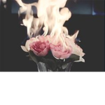 Building Roses