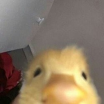 i need foood pls yes yes no no