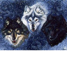 Wolf Outbreak