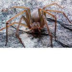 spider<33