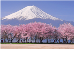 Cherry blossom development