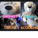 Snoweyxcookies Squad!