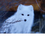 Arctic Fox’s United