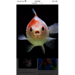 PARTY FISH