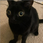 qahork qahrporation