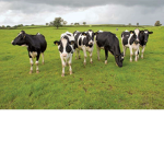 Happy Happy Cows