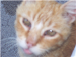Teh itteh bitteh kitteh ROBLOX comitteh