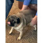 The squad for pug fans!