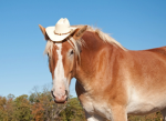 The best horse fan group ever