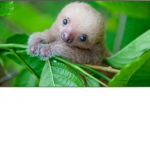 BABY SLOTH TEAM!!