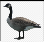 Gooses Unite