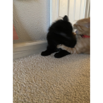 The RobloxCat Fan Group