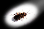 WeRROACHES