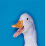 Abcdjdb