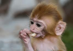 Club of all the monkeys