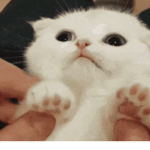 Gc clan (Godly cats)