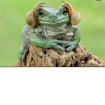 frog MATIRIAL FROG frog