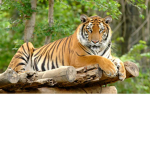 【Auburn Tigers】-  @FeelTheClaw