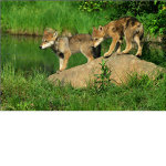 Wolves of the Rushing River