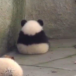 Panda Squad :)