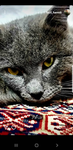 Asenat